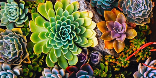 THUMBNAIL image plants 2 250 H.JPG
